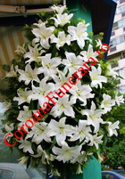 coroana